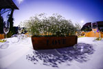 מיט נתי